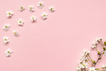 Cherry branch with white blooming flowers and green leaves on a pink background