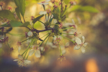 Wither cherry blossoms
