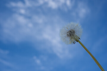 blossomed dandelion white fluffy flower on a beautiful scenic blue sky background with many fluffy clouds