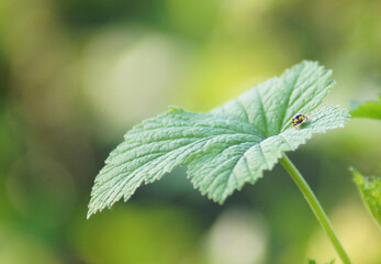 Ladybug on a leaf