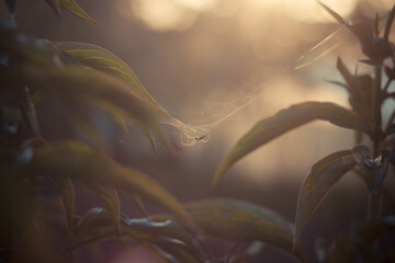 Spider in the leaves of peonies