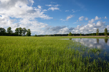 latvian landscape with a green meadow that has merged with water in spring