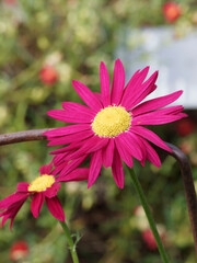 Rotblütige Wucherblume 'James Kelway' (Tanacetum coccineum). Rubinrot Blume mit gelbe Mitte über...