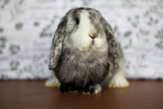 Magpie Holland Lop buck