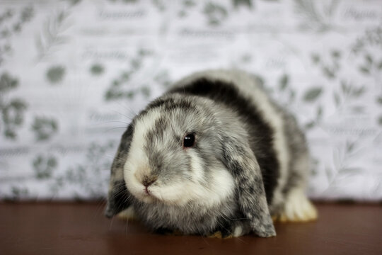 Magpie Holland Lop buck