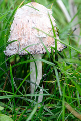 An old light grey mushroom sitting on the green grass.