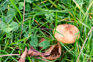 A light brown mushroom sitting on the green grass.