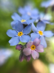 blue flowers