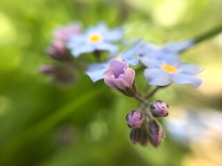 Forget me not bleu flower