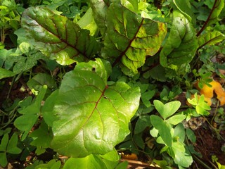 Folhas verdes e tuberculo vermelho.  A beterraba legume de alto valor ntricional