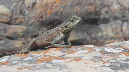 Southern Rock Agama (Agama atra) side on