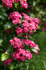 Close-up of pink flowers on a tree in spring