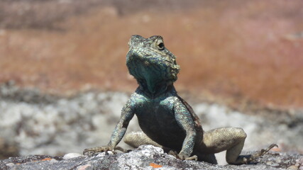 Agama face on raised head