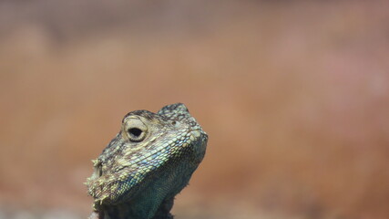 Southern Rock Agama bust