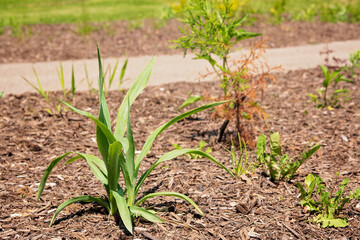 Flowering plants