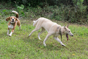 West siberian laika and english beagle puppy are playing and running on a green grass in the summer park. Pet animals. Purebred dog.