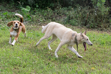 Naklejka na ściany i meble West siberian laika and english beagle puppy are playing and running on a green grass in the summer park. Pet animals. Purebred dog.