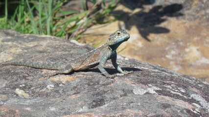 Southern Rock Agama basking