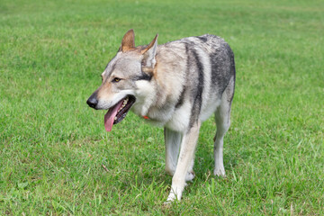 Naklejka na ściany i meble Czechoslovak wolfdog is walking on a green grass in the summer park. Pet animals. Purebred dog.