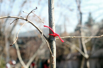 Red thread tied on a tree in the garden