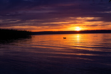 Obraz premium A beautiful evening scenery at the lake with ducks. Summer sunset at the lakeside with waterfowl. Birds in the water.
