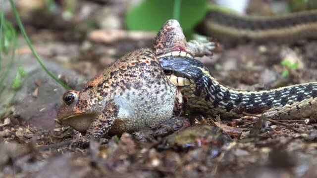 An 4K footage of a cobra trying to swallow a frog in the wild