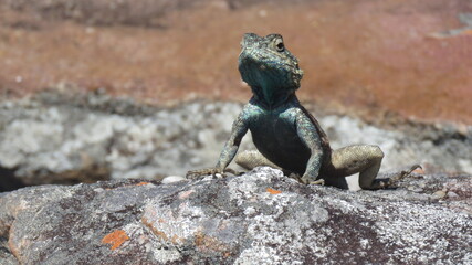 Agama on the lookout