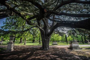 A sunny day in the park