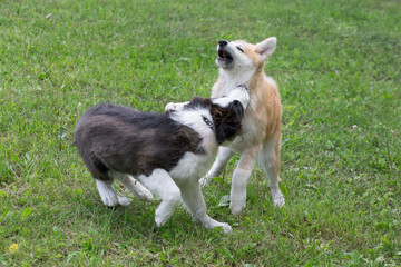 Akita inu puppy and border collie puppy are playing on a green grass in the summer park. Four month old. Pet animals. Purebred dog.