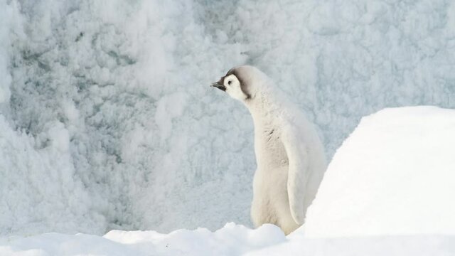 Emperor Penguins chick on the ice in Antarctica
