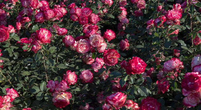 Jubile Bilder Durchsuchen 668 Archivfotos, und Videos