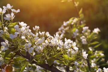 beautiful blossoming pear branch close up