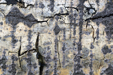 texture on the aspen trunk