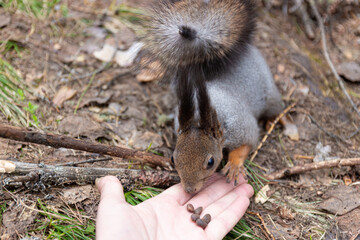 A fluffy squirrel sniffs a pine nuts lying on the man hand. Squirrel reaches for nuts