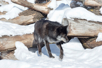 Wild black canadian wolf is standing on a white snow. Canis lupus pambasileus. Animals in wildlife.