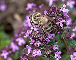 Abeille butinant à Hauteville-Lompnes, Ain, France