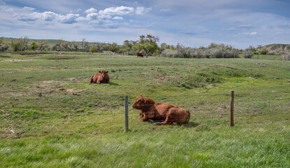 Two bulls lying in a pasture near Maple Creek, Saskatchewan, Canada