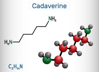 Cadaverine, pentamethylenediamine molecule. It is foul-smelling diamine formed by bacterial decarboxylation of lysine. Structural chemical formula and molecule model.