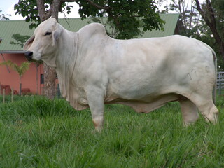 Vaca brahman 