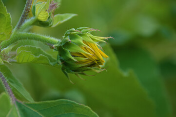 Young sunflower