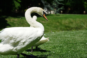 swans on the shore of a lake, green background. photo during the day.