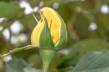 Yellow rose bud in the foreground among the leaves