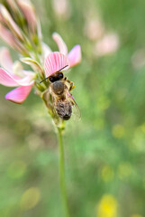 The bee collects pollen. Close-up shot, blurred background. High quality photo