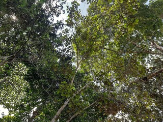 arboles 