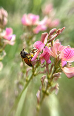The bee collects pollen. Close-up shot, blurred background. High quality photo