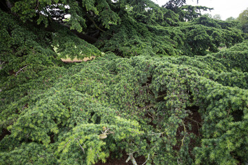 a sunny day at Chiswick House and Garden, London.