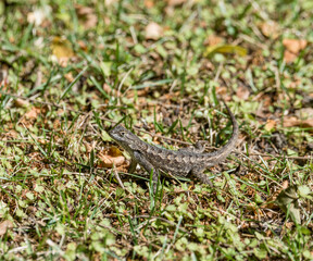 Alligator lizard in a Los Angeles backyard, Southern California