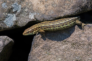 Common Lizard (Zootoca vivipara) basking on a lichen covered stone wall