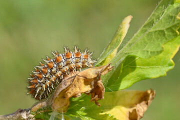 chenille de la mélitée orangée
