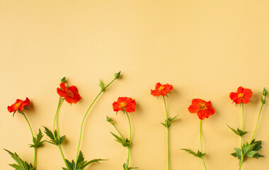 Scarlet flowers gravitate on a yellow background. Floral background, summer background. Copy space.